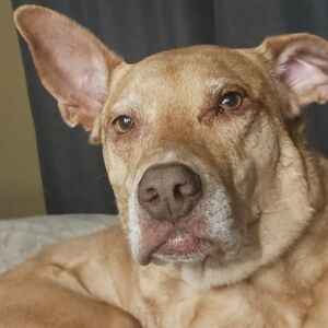 Meet your Posher, Deborah